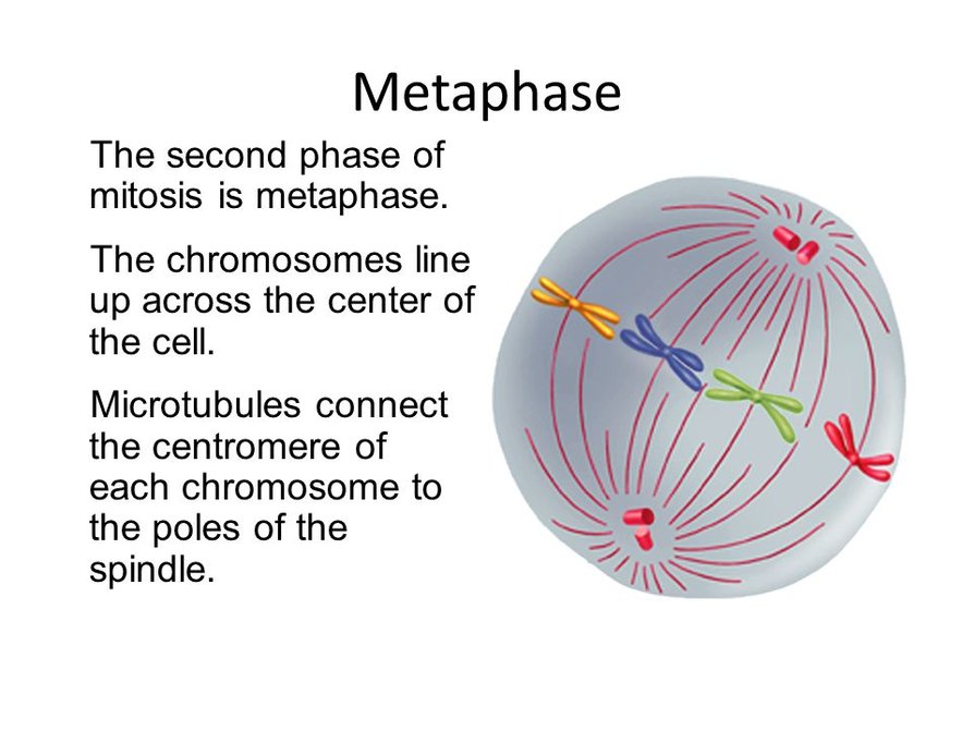 Metaphase 2nd Stage Of Mitosis