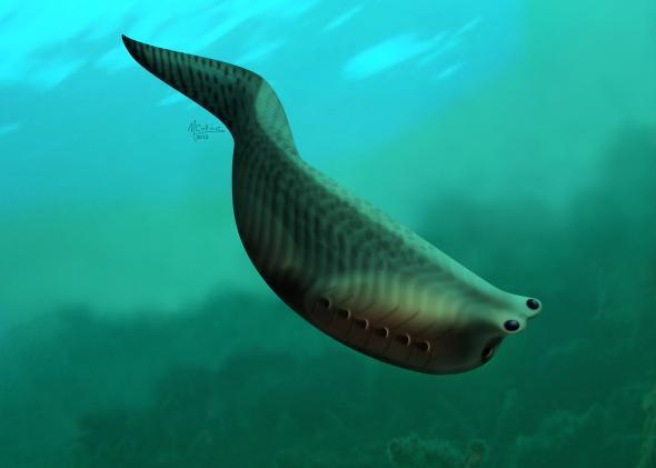 Metaspriggina the oldest ancestor of the sharks today loved about 520 ...